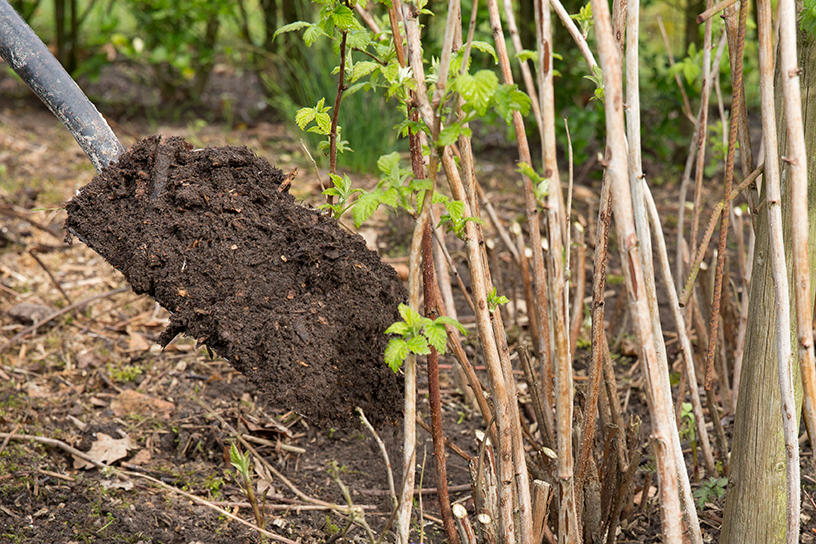 Verplaatsen van planten